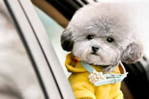 Practical Feeding Tips for Your Dog