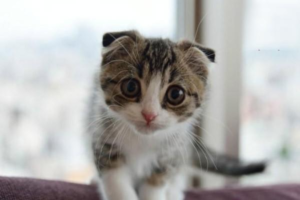 Why Is Your Cat Suddenly Limping?