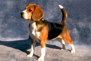 Key Warning Signs That Your Dog Is Sick
