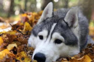 Foods Dogs Should Not Eat