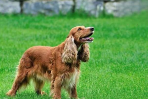 Reading the Signals Your Dog Uses to Communicate