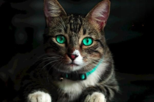 How to Clean Your Cat’s or Dog’s Ears