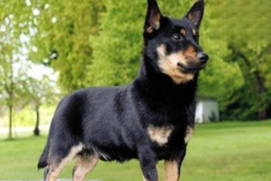 Body Parts You Shouldn’t Over-Wash on Your Dog