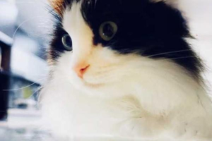 Why Your Cat Has Bad Breath