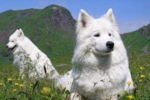 Why Does My Dog’s Poop Have Mucus?