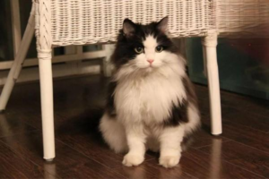 What You Should Know About Vomiting in Cats and Dogs