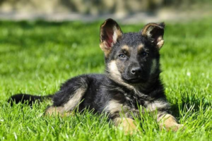 How to Prevent and Clean Dog Tear Stains