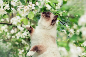 How Weather Affects Your Cat’s Mood and Health