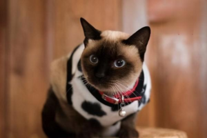 Feline Idiopathic Cystitis: What It Is and How to Help