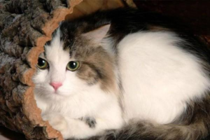 Why Your Cat Drools When It Has a Cold