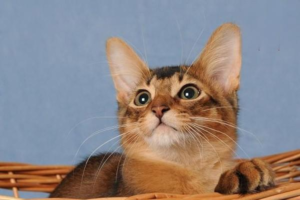What to Do When a Feverish Cat Won’t Eat