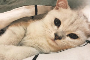 How to Prevent Heatstroke in Cats