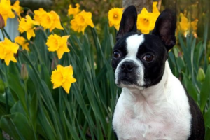 Understanding Kennel Cough in Dogs