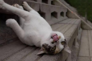 Do You Need a Shot After a Bleeding Cat Scratch?