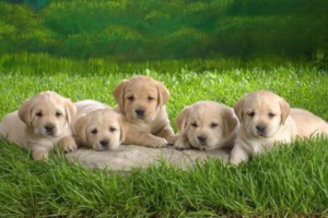 What Breed Is the ‘Little Milk Bottle’ Dog?