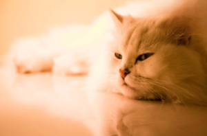 What Cat Ringworm Looks Like at the Start