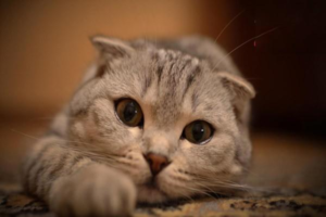 What to Do When a Kitten Sneezes with a Clear Runny Nose