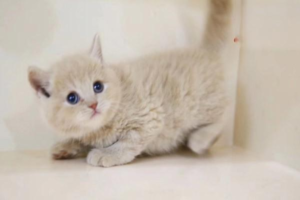What Foods Do Cats Prefer to Eat?