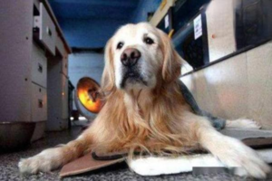 How to Deal With Dog Odor at Home