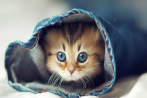 Why Cats Get Depressed