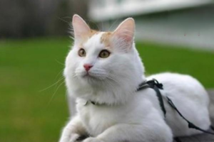 How to Use Cat Dewormer Correctly