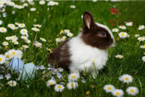 What Are the Large Rabbit Breeds?