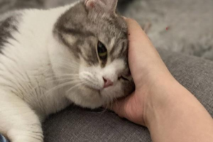 What Is Inflammatory Bowel Disease in Cats?