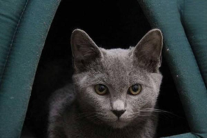 Diseases Cats Are Prone to in Winter