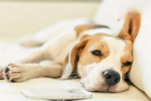 Signs and Management of Seizures in Dogs