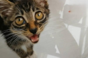 Why Do Cats Wiggle Their Butt Before Pouncing?