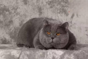 Why Is My Cat Vomiting Clear Liquid or Foam?