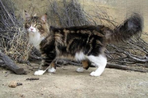 What Causes Abdominal Distension in Cats?