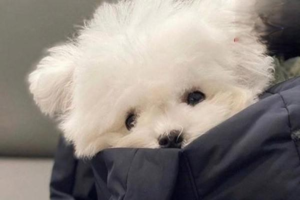 Welcoming a New Dog Home: What to Know