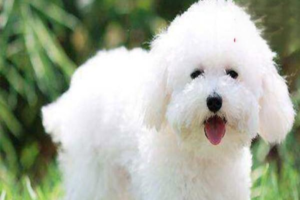 Is a Spotless Dog Ear Always Better?