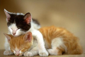 Why Does a Cat Have Recurring Diarrhea?