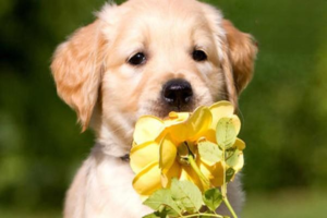 6 Common Vegetables That Are Dangerous — Even Fatal — for Dogs