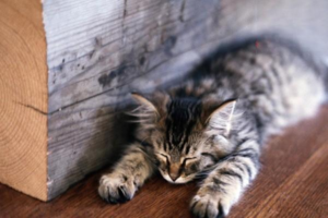 Why Is Your Cat Breathing So Fast?