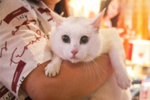 What Tests Does a Cat Health Check Include?