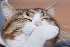Which Cat Breeds Won’t Develop Stud Jowls
