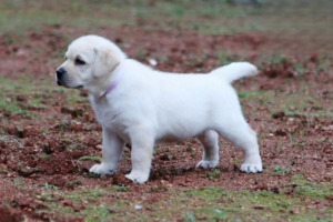 Why Dogs Develop Pyoderma