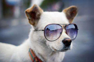 When Does a Dog Need Calcium Supplements?