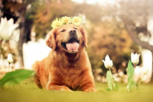 How to Tell Dog Calcium Deficiency from Arthritis