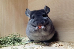 What to Do When a Chinchilla Won’t Eat