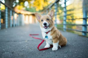 How to Properly Supplement Your Dog’s Calcium