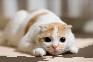 Cat Cystitis (FIC): Symptoms and Treatment