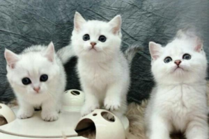 What Causes Sudden Death in Cats?