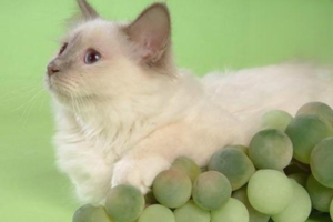 Cat Diarrhea: Symptoms and Herbal Treatment