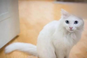 Cat Diarrhea: Causes and What to Do