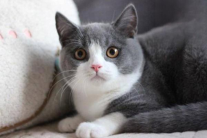 Feline Acute Pancreatitis: Symptoms and Care