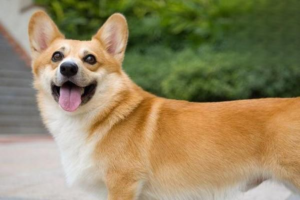Signs of Calcium Deficiency in Dogs and How to Supplement